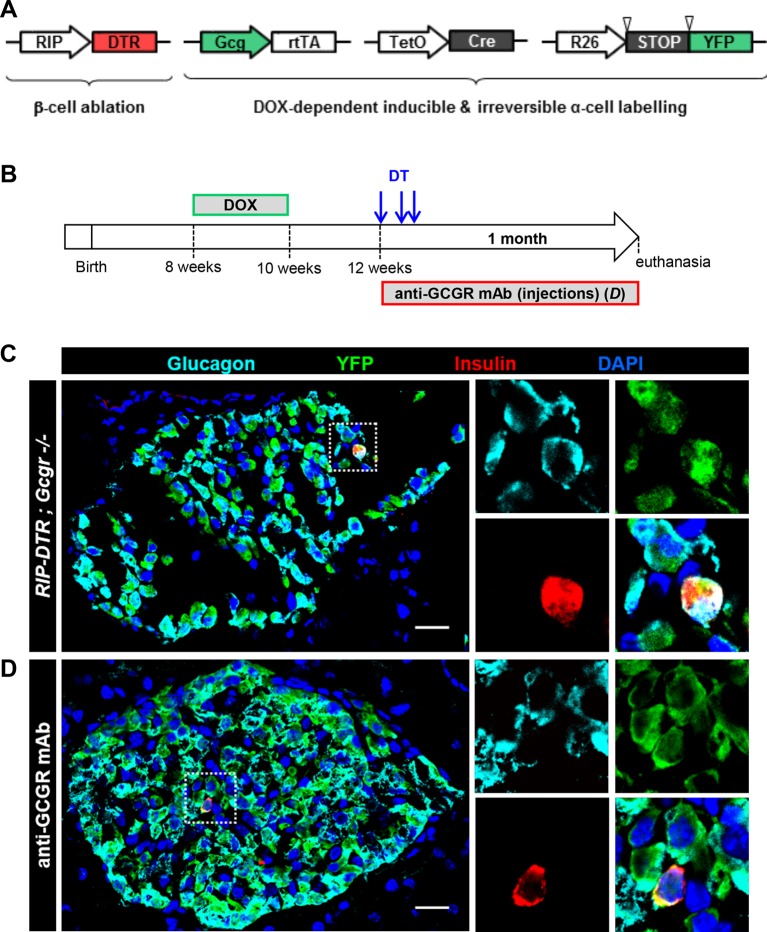 Figure 6—figure supplement 1.