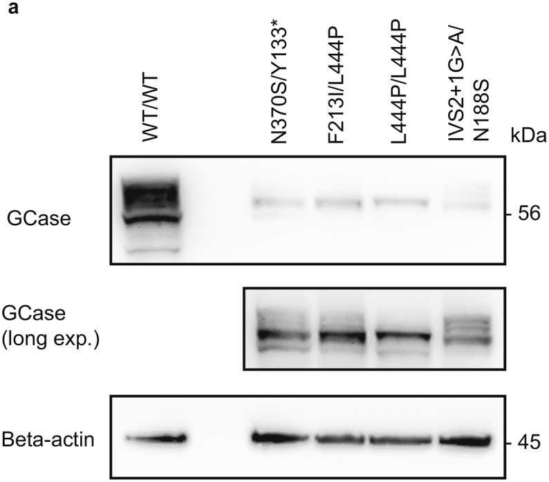 Supplementary Fig. 5