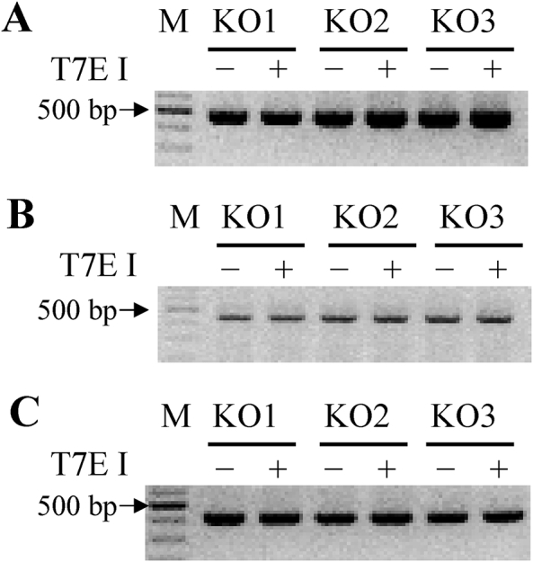 Figure 2