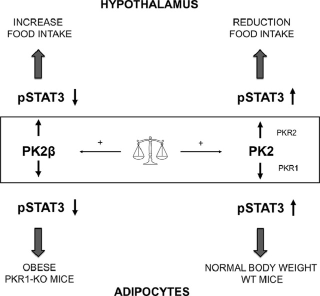 Image, graphical abstract