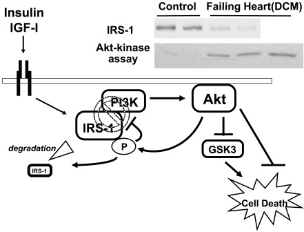 Fig. (3).