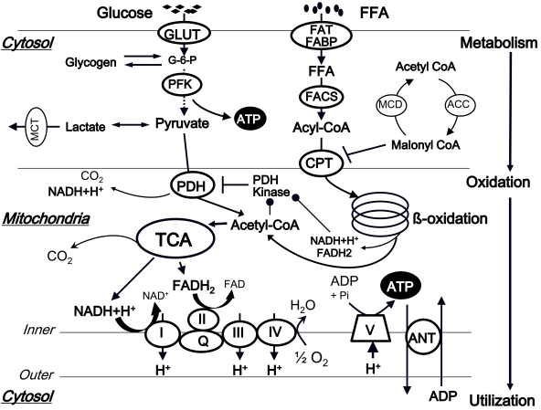 Fig. (1).