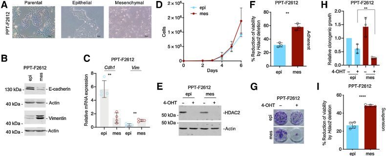 Figure 2. HDAC2 is relevant in undifferentiated PDAC cells. A, Brightfield microscopy of parental PPT-F2612 and the corresponding epithelial and mesenchymal sublines established by differential trypsinization. Scale bar, 100 μm. B and C, Adequate fractionation of epithelial (epi) and mesenchymal (mes) PPT-F2612 cells was controlled by Western blotting (B) of E-cadherin and vimentin. Actin, loading control. One representative Western blot out of three is depicted. C, Quantitative analysis of the mRNA expression of Cdh1 and Vim in epithelial and mesenchymal PPT-F2612 cells. Four independent biological experiments were conducted. **, P < 0.01 (t test). D, 3,000 epithelial or mesenchymal PPT-F2612 cells were plated in 6-well plates and growth was determined by cell counting over the indicated time points. The assay was performed in triplicate with three technical replicates. E, HDAC2 Western blot in the mesenchymal and epithelial fraction of PPT-F2612 cell treated with 4-OHT or vehicle control over eight days. Actin, loading control. F, The mesenchymal and epithelial fraction of PPT-F2612 cell treated with 4-OHT or vehicle control over eight days. Afterwards, 2,000 cells were seeded in a 96-well plate and viability was measured after 3 days by MTT assay. Three independent experiments conducted as technical triplicate were analyzed. Shown is the percent reduction of viability induced by the Hdac2 knockout. **, P < 0.01 (unpaired t test). G and H, Mesenchymal and epithelial fractions of PPT-F2612 cell were treated as described in E. 2,000 cells were seeded in a 24-well plate and clonogenic growth was analyzed after seven days. G, Representative clonogenic growth assay. H, Quantification of three independent experiments conducted as three technical replicates. Growth of epithelial control–treated cells were arbitrarily set to 1. **, P < 0.01 (unpaired t test). I, Mesenchymal and epithelial fraction of PPT-F2612 cells was treated as in E. Afterwards, 2,000 cells were transferred to a low attachment plate and viability was measured after 3 days using MTT assay. Four independent biological experiments are depicted. ****, P < 0.0001 (unpaired t test).