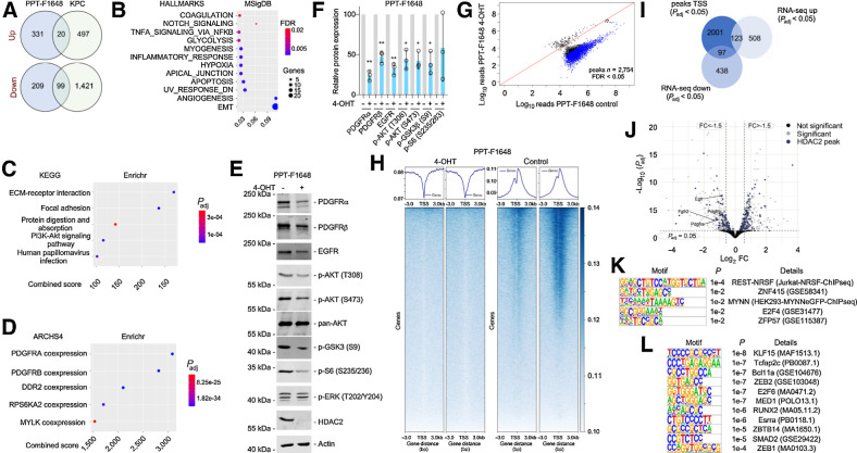 Figure 4. HDAC2 maintains RTK-driven survival signaling. A, HDAC2 regulated genes in microarray of KPC (n = 3) and KPCH2lox/lox (n = 3) cancer cell lines (i) and 4-OHT–treated compared with vehicle-treated PPT-F1648 cells (ii) were analyzed in a Venn diagram including genes regulated with a log FC ± 0.58 and a P < 0.05. B, Genes consistently downregulated in Hdac2 knockout models were analyzed by the MolecularSignatureDatabase (MSigDB). HALLMARK signatures with an FDR < 0.05 are depicted. The FDR is color coded, number of genes contributing are coded by size. The ratio gene number to number of genes in the signature is depicted. C and D, Genes consistently downregulated in Hdac2 knockout models were analyzed by the Enrichr web tool using the libraries Kyoto Encyclopedia of Genes and Genomes (KEGG) 2021 and ARCH4 kinase coexpression. Top five signatures ranked according to the combined score. Padj value is color coded and the combined score is depicted. E, PPT-F1648 cells were treated for eight days with 4-OHT (600 nmol/L) or were left as vehicle treated controls. Western blot of PDGFRα, PDGFRβ, EGFR, phospho-AKT (T308 and S473), pan-AKT, phospho-GSK3 (S9), phospho-S6 (S235/236), phospho-ERK (T202/Y204), and HDAC2. Actin, loading control. One representative Western blot out of three is depicted F, Quantification of three independent experiments according to E. *, P < 0.05; **, P < 0.01 (t test). G, Differential analysis of reads in HDAC2 peaks between Hdac2-proficient and Hdac2-deficient PPT-F1648. Blue, significant peaks (FDR < 0.05, n = 2754). H, Density plot (top) and heatmap (bottom) of HDAC2 ChIP-seq reads around the proximal promoter in Hdac2-proficient and Hdac2-deficient PPT-F1648 (read counts per million). I, Overlap of significant HDAC2 peaks around the TSS (± 3,000 bp; Padj < 0.05) with significant differentially expressed genes in Hdac2-deficient PPT-F1648 cells (Padj < 0.05). J, Volcano plot of differentially regulated genes in Hdac2-deficient PPT-F1648 cells. Blue, genes with HDAC2 ChIP-seq peaks; gray, significant differential genes (Padj < 0.05). K, Homer motif analysis of all significant HDAC2 ChIP-seq peaks in promoter regions (TSS ± 3,000 bp; Padj < 0.05; n = 2,360); known motifs are depicted. L, Homer motif analysis of significant HDAC2 ChIP-seq peaks with downregulation in RNA-seq. De novo motif results are depicted (TSS ± 3,000 bp; Padj < 0.05; n = 102).