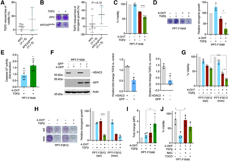 Figure 5. HDAC2 protects from TGFβ-dependent tumor suppression. A and B, Five murine PDAC cell lines from KPC mice and five lines from KPCH2lox/lox mice were treated with TGFβ (5 ng/mL) or left as untreated control. A, Viability was determined by MTT assay 72 hours after the treatment. Mean viability of a line was determined by three independent biological experiments. B, Clonogenic assays were performed and analyzed after 7 days of treatment. Left, macroscopic picture of a clonogenic assay of a KPC and a KPCH2lox/lox line. Right, quantification. Mean clonogenic growth of a line was determined by three independent biological experiments conducted as technical triplicates. P value of an unpaired t test is depicted. C, PPT-F1648 cells were treated for eight days with 4-OHT (600 nmol/L) or were left as vehicle-treated controls. Afterwards, cells were replated and 24 hours later treated with TGFβ (5 ng/mL) for 72 hours. Viability was determined by MTT assay. ****, P < 0.0001 (ANOVA). D, PPT-F1648 cells were treated as in C. After eight days of 4-OHT treatment, cells were replated in 24 wells and treated after 24 hours with TGFβ (5 ng/mL) for 7 days. Left, macroscopic picture of a clonogenic assay. Right, quantification of three independent experiments conducted as technical triplicates. *, P < 0.05 (ANOVA). E, PPT-F1648 cells were treated as in C. Afterwards, cells were plated in 96 wells and 24 hours later treated with TGFβ (5 ng/mL) for 72 hours. Caspase activity (measured by Caspase-Glo 3/7 Assay) was normalized to cell viability (determined by CellTiter-Glo Assay) and fold induction upon TGFβ treatment compared with control was calculated. *, P < 0.05 (t test). F, PPT-F1648 cells were transduced with a GFP vector and then treated for eight days with 4-OHT (600 nmol/L) or were left as vehicle-treated controls. Afterwards, cells were replated and 24 hours later treated with TGFβ (5 ng/mL) for 96 hours. Left, Western blotting controls expression of GFP and HDAC2. Actin, loading control; right, relative fold change in the depicted conditions as determined by FACS. *, P < 0.05; **, P < 0.01 (t test). G, Epithelial (epi) and mesenchymal (mes) fraction of PPT-F2612 cells were treated for eight days with 4-OHT (600 nmol/L) or were left as vehicle-treated controls. Afterwards, cells were replated and 24 hours later treated with TGFβ (5 ng/mL) for 72 hours. Viability was determined by MTT assay. *, P < 0.05 (ANOVA); green bars were analyzed with an unpaired t test (****, P < 0.0001). H, Epithelial and mesenchymal fraction of PPT-F2612 cells as in D. After eight days of 4-OHT treatment, cells were replated in 24 wells and after 24 hours treated with TGFβ (5 ng/mL) for 7 days. Left, macroscopic picture of a clonogenic assay. Right, quantification of three independent experiments. ****, P < 0.0001 (ANOVA). I, ROS levels of control and 4-OHT (600 nmol/L)-treated PPT-F1648 cells after addition of TGFβ (5 ng/mL) for 72 hours. FACS measurements are plotted as fold change of the mean fluorescence intensity (MFI). J, Viability of control and 4-OHT (600 nmol/L)-treated PPT-F1648 cells treated with TGFβ (5 ng/mL) or control treatment in addition to ROS scavengers, 2 mmol/L NAC or 2 mmol/L α-tocopherol. Cell viability was measured after 72 hours by CellTiter-Glo Assay and viability of untreated Hdac2-proficient PPT-F1648 cells was set to 100%. *, P < 0.05 (ANOVA).