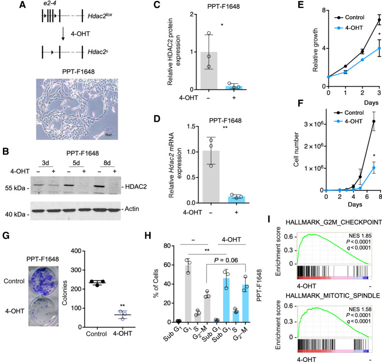 Figure 1. Hdac2 knockout induced reduced growth and arrest in the G2–M phase of the cell cycle. A, Top, depiction of the floxed Hdac2 allele. 4-OHT treatment leads to the deletion of exon2 to exon4. Bottom, brightfield microscopy shows the morphology of PPT-F1648 cells. Scale bar, 100 μm. B, PPT-F1648 cells were treated for the indicated time points with 600 nmol/L 4-OHT or were left as vehicle-treated controls. Western blot controls the expression of HDAC2. Actin, loading control. C, Quantification of B. n = 3. *, P < 0.05 (paired t test). D, PPT-F1648 cells were treated for eight days with 600 nmol/L 4-OHT or were left as vehicle-treated controls. Quantitative PCR determines Hdac2 mRNA expression. Three independent experiments were analyzed. E, PPT-F1648 cells were treated for 8 days with 4-OHT or vehicle control. Afterwards, cells were plated in 96 wells and growth was determined by MTT assay over the indicated time points. Assay was performed in triplicate with three technical replicates. F, PPT-F1648 cells were treated for 8 days with 4-OHT or vehicle control. Afterwards, 3,000 cells were plated in 6-well plates and growth was determined by cell counting over the indicated time points. The assay was performed in triplicate with three technical replicates. G, 2,000 cells were seeded in 24 wells and clonogenic growth was analyzed after seven days. Left, representative clonogenic growth assay. Quantification (counting of Giemsa-stained colonies) of three independent experiments conducted as technical triplicate. H, PI cell-cycle FACS analysis after eight days of treatment as indicated. Three independent experiments were performed. I, RNA-seq of Hdac2-deficient and -proficient PPT-F1648 cells was analyzed by GSEA. Enrichment plots for the depicted HALLMARK signatures are shown. NES, normalized enrichment score; P, nominal P value; q, FDR. *, P < 0.05; **, P < 0.01; t test.