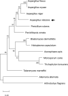 Fig 1