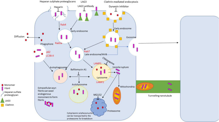 FIGURE 3