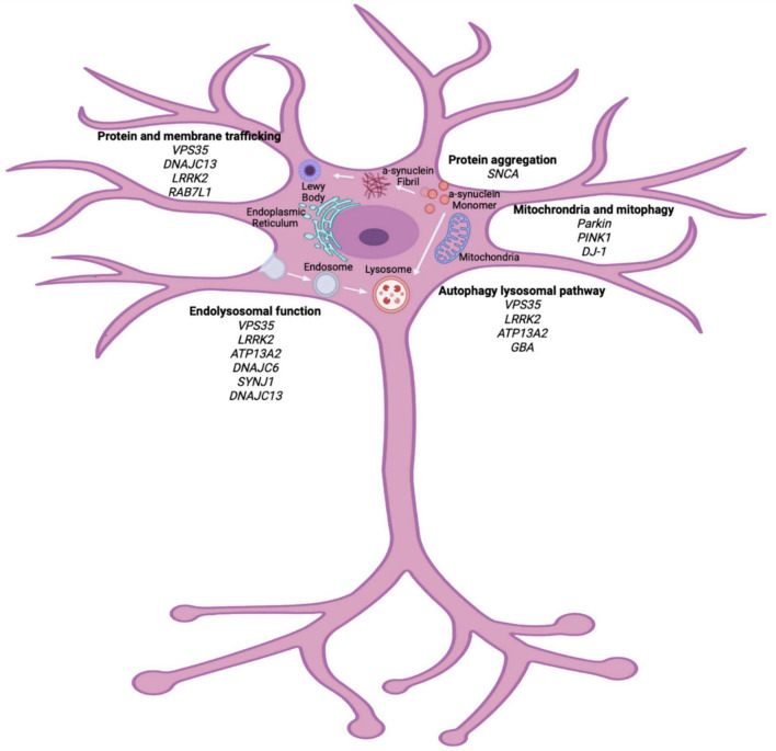 FIGURE 1