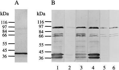 FIG. 5