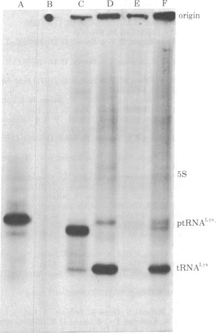 graphic file with name pnas00493-0309-a.jpg