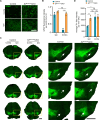 Figure 6—figure supplement 2.