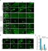 Figure 6—figure supplement 1.