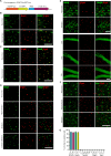 Figure 1—figure supplement 1.