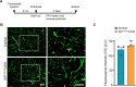 Figure 3—figure supplement 2.