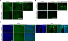 Figure 2—figure supplement 1.