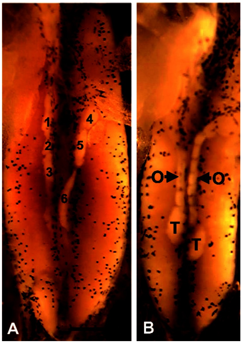 Figure 12