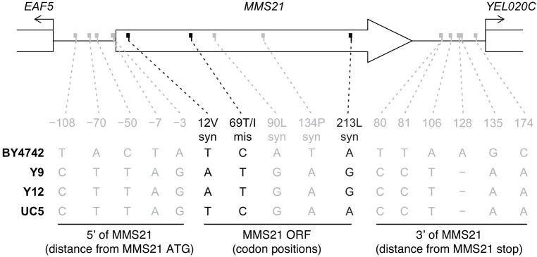 Figure 5—figure supplement 1.