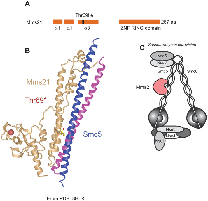 Figure 5—figure supplement 3.