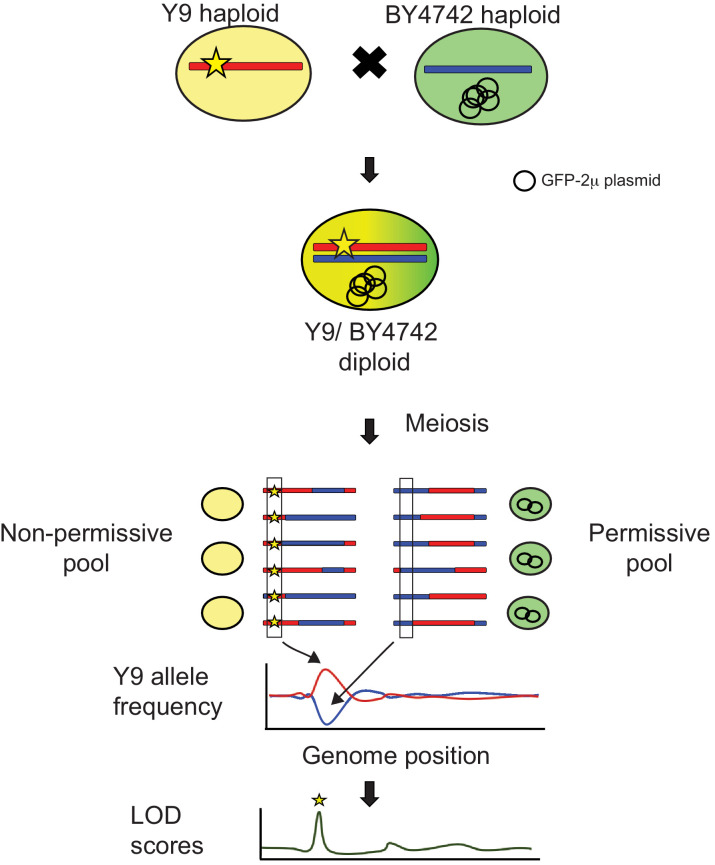 Figure 4—figure supplement 1.