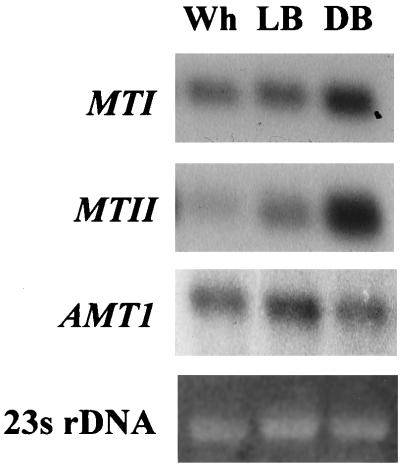 FIG. 5