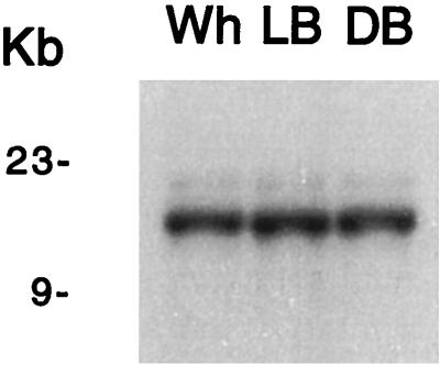 FIG. 8