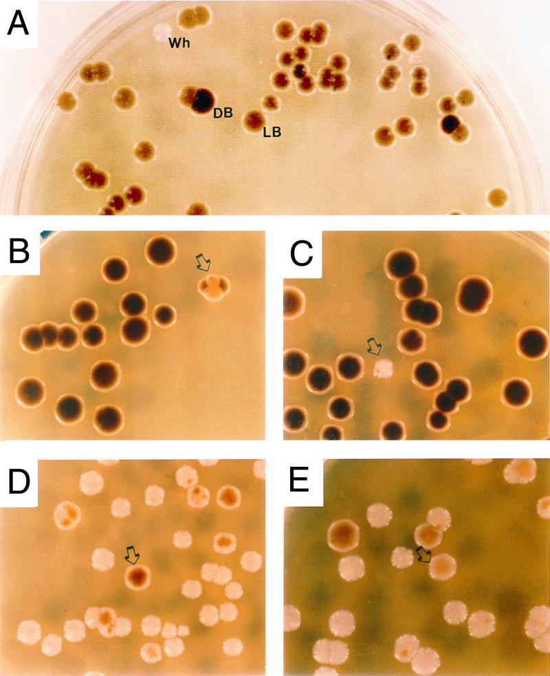 FIG. 1