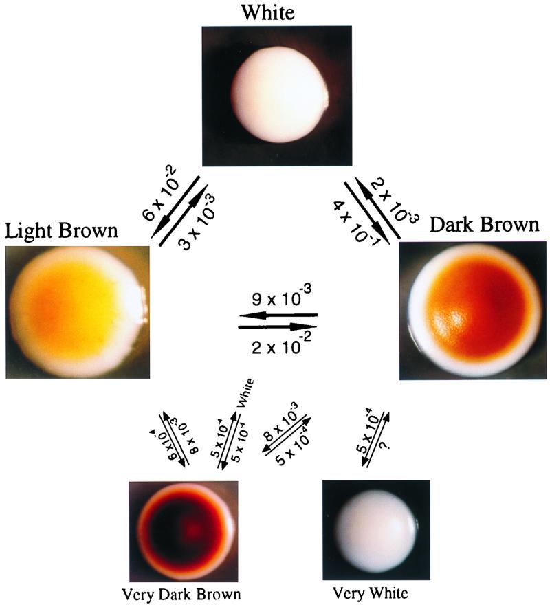 FIG. 3