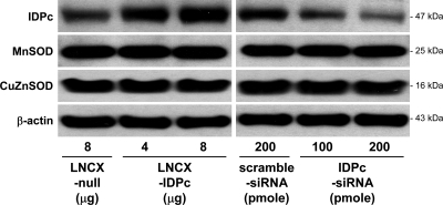 Fig. 8.