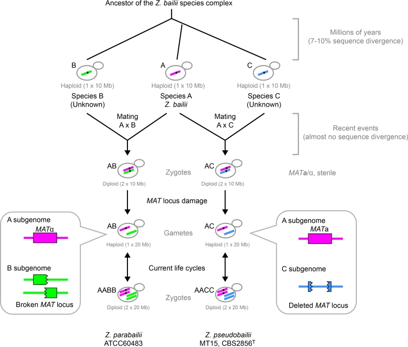 Figure 4.