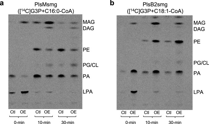 Fig. 6