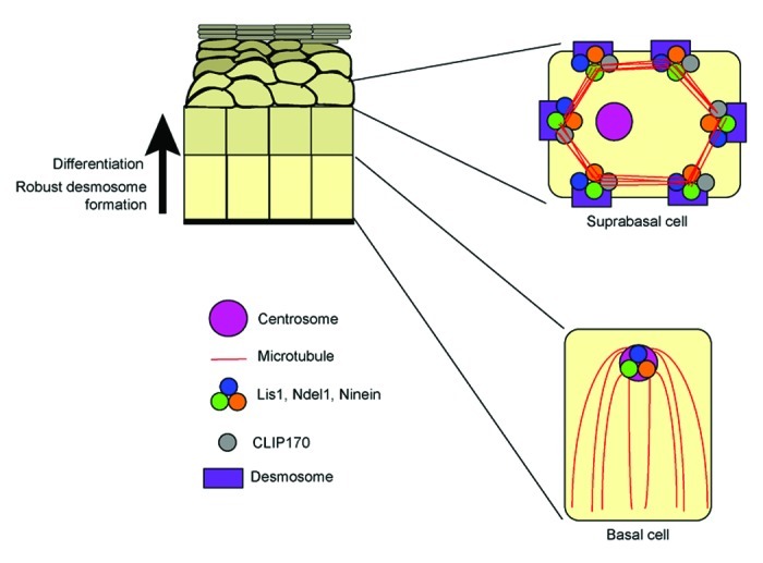 graphic file with name bioa-1-221-g2.jpg