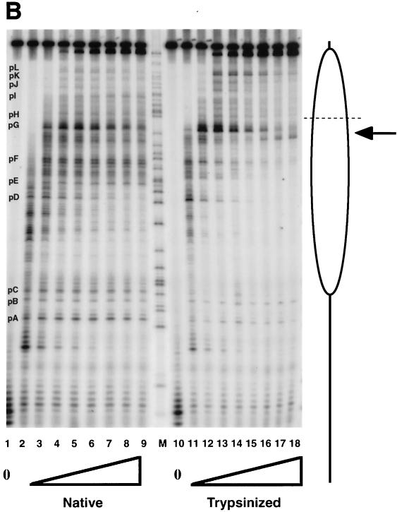 FIG. 5