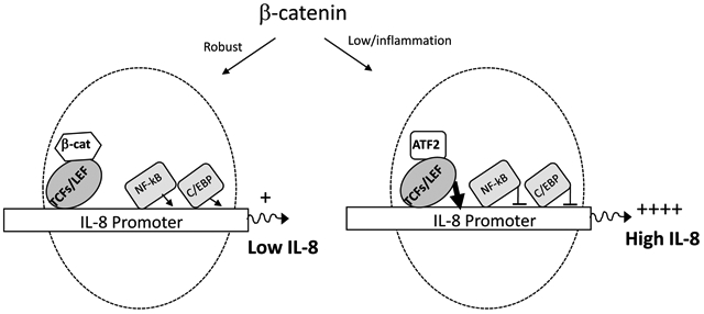 graphic file with name nihms-1622845-f0001.jpg
