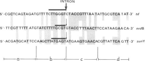 graphic file with name pnas00256-0193-b.jpg