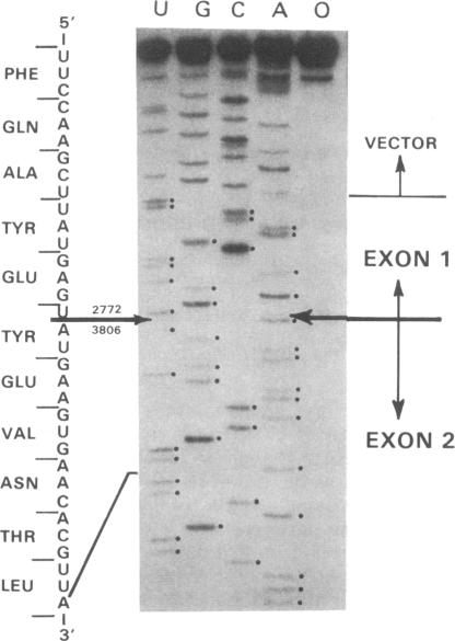 graphic file with name pnas00256-0191-a.jpg