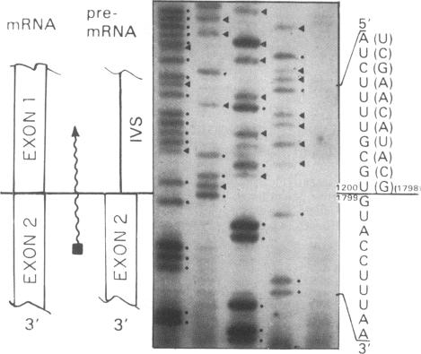 graphic file with name pnas00256-0191-b.jpg