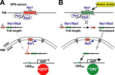 Figure 7.