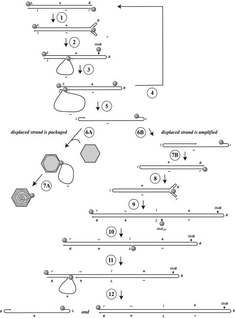 FIG. 7.