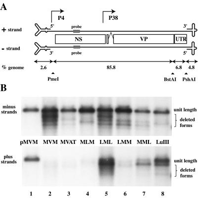 FIG. 1.