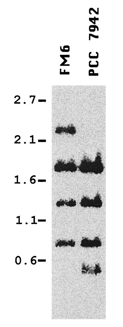 FIG. 1