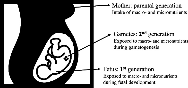 Fig. 1