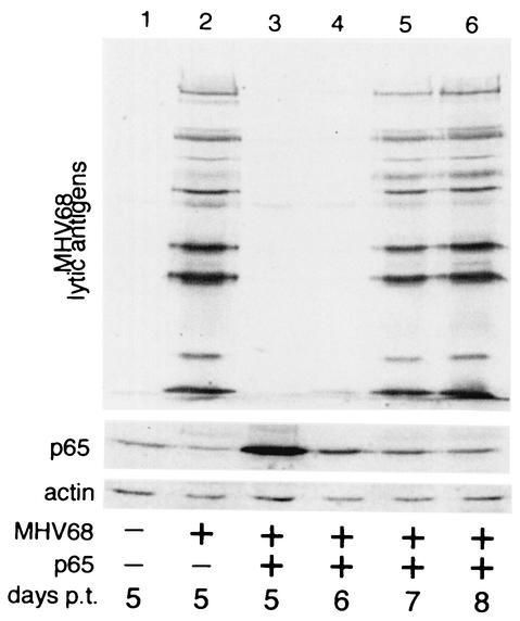 FIG. 4.