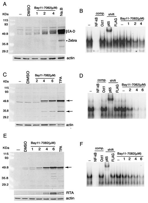 FIG. 7.