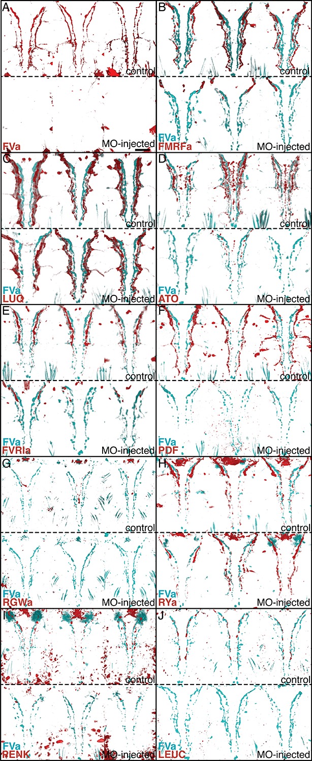 Figure 4—figure supplement 1.