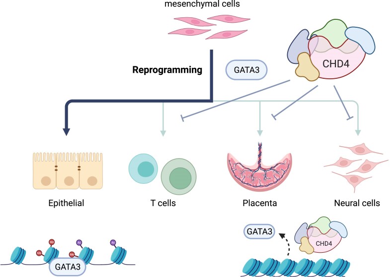 Graphical Abstract