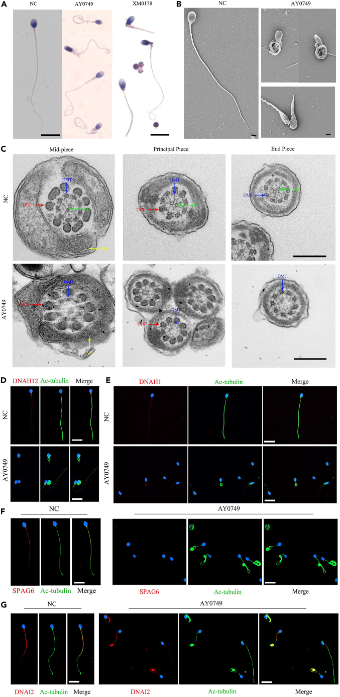 Figure 3