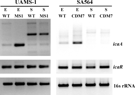 FIG. 7.