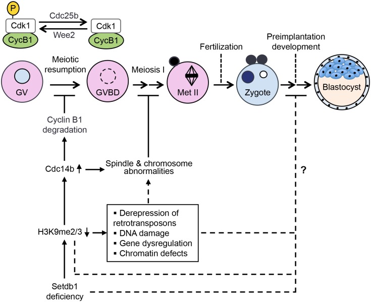 Fig 10