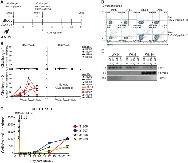 Fig 6